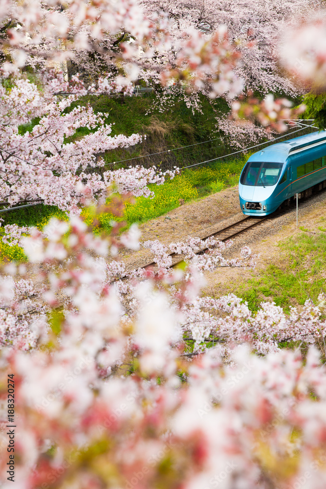 神奈川县山北镇樱花海景日本列车