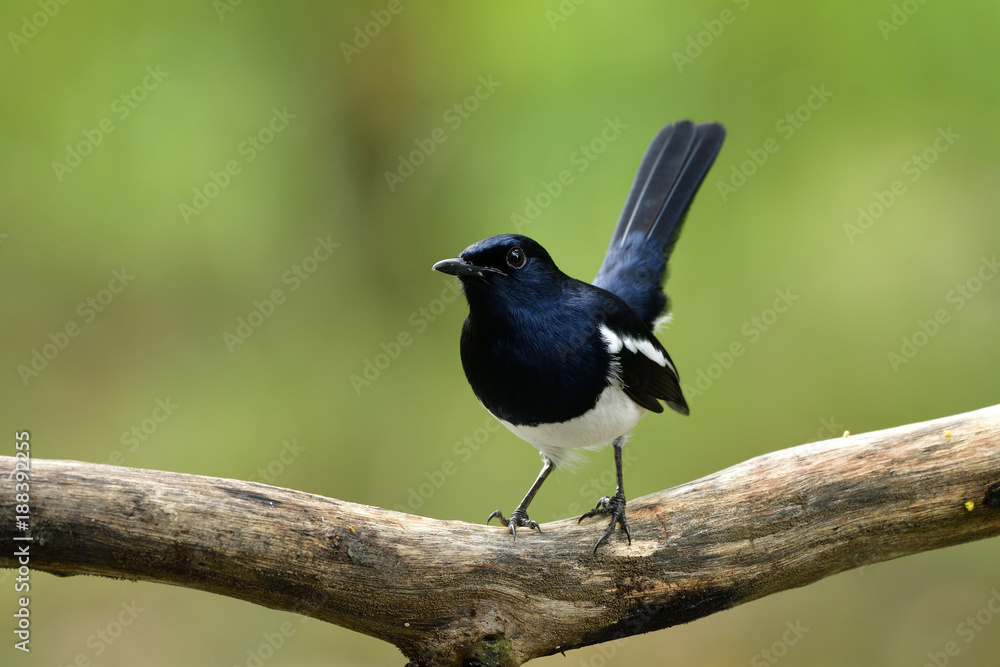 东方喜鹊知更鸟（Copsychus sauraris）的雌性，美丽的黑色和白色，长尾b