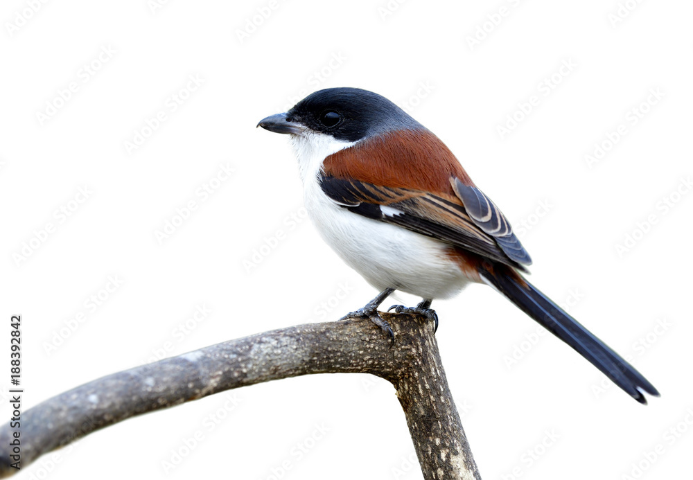 Male of Burmese Shrike (Lanius collurioides) fascinated red back, grey head and puffy white belly fe