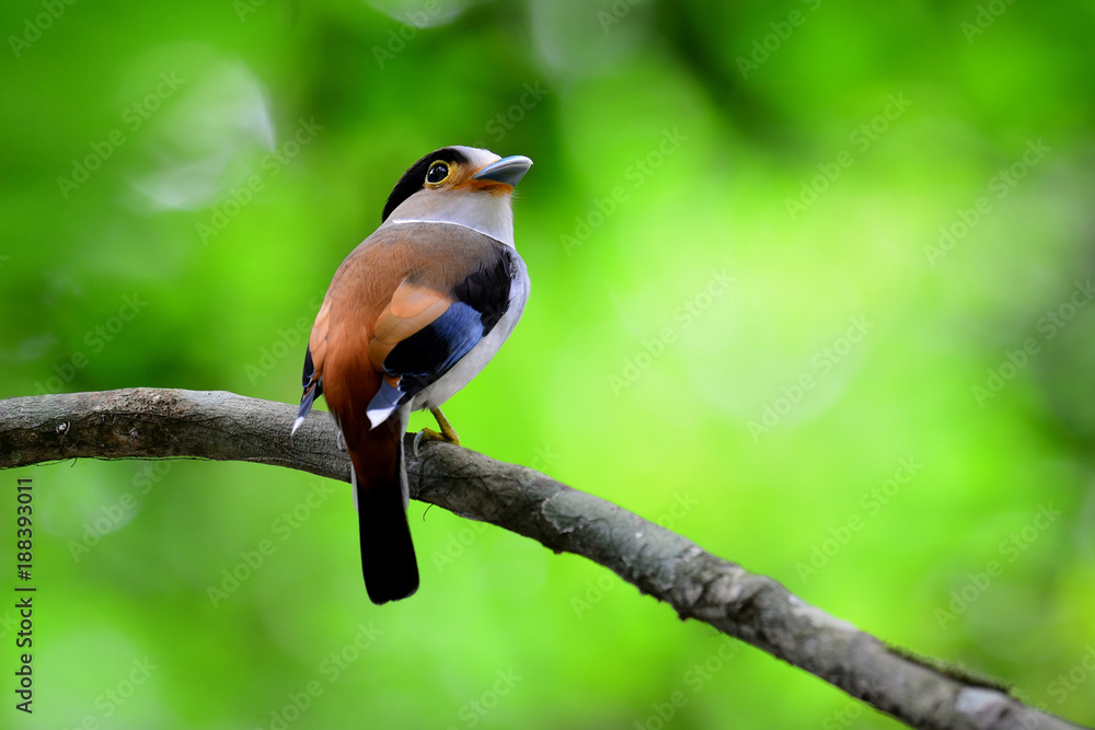 银胸宽嘴鹬（Serilophus lunatus）可爱的白蓝棕色鸟类，配天鹅绒项链