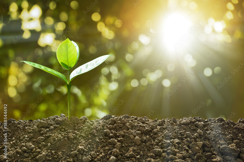 Young plant in the morning light on nature background