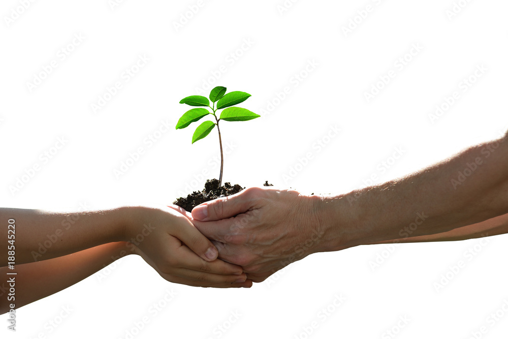 Two hands holding together a green young plant isolated on white background