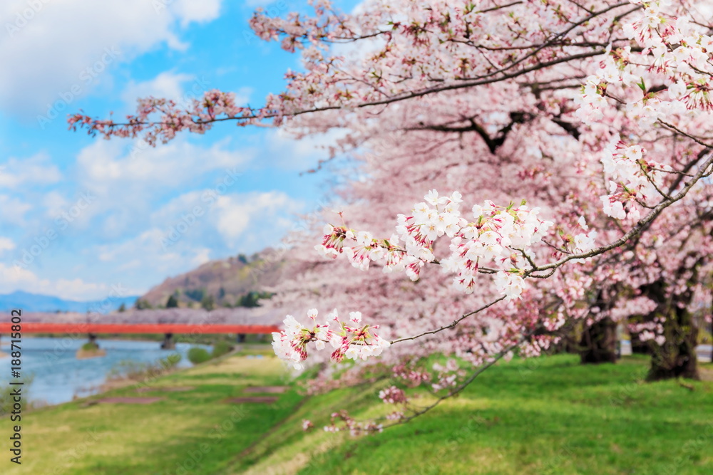 角館の桜並木