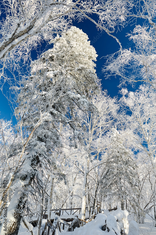 中国雪乡柔和的雾凇和雪景。