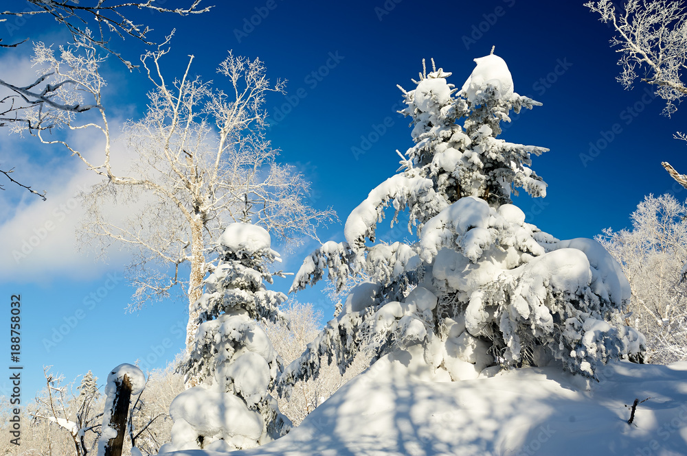 中国雪乡的雾凇和雪景。