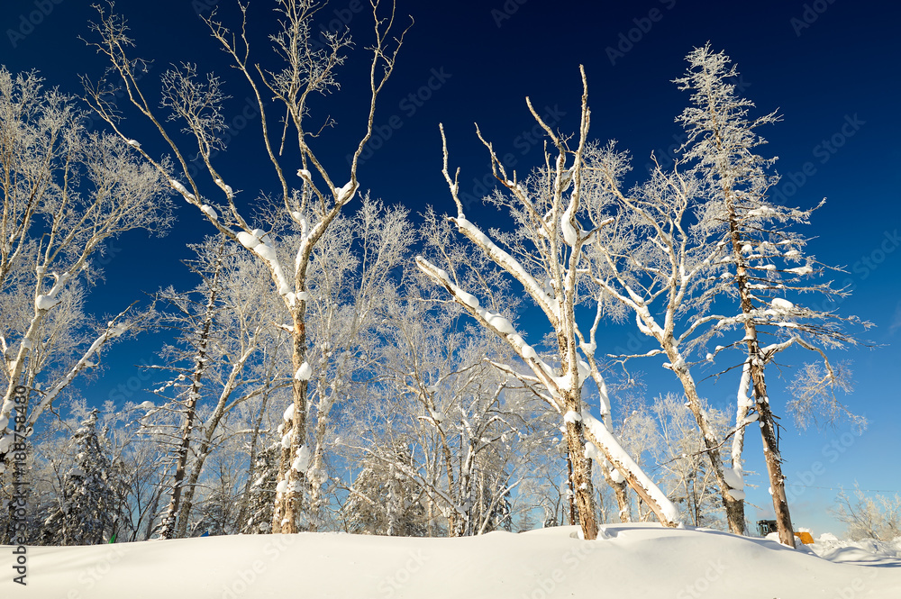 中国雪乡柔和的雾凇和雪景。