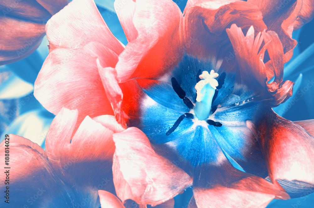 Macro shot of blooming red tulip in vintage style. Nature background