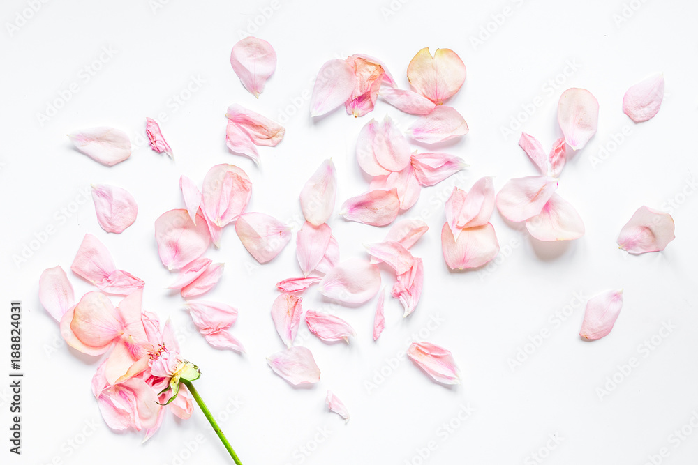 rose pattern in soft light on white background top view