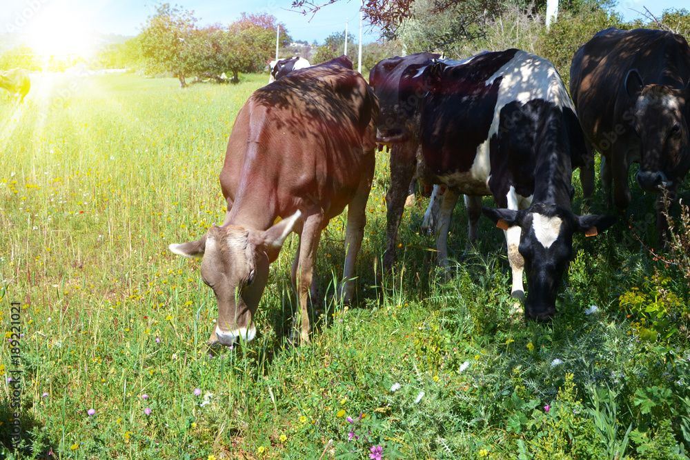 Mucche che pascolano felice nel campo di erba verde 