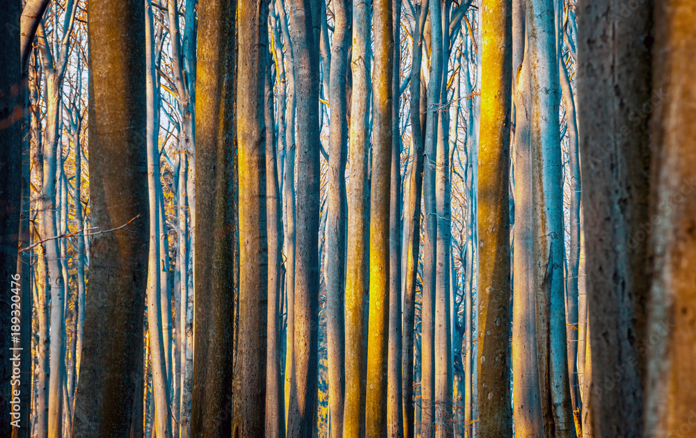 Beech trees trunks forest during sunset