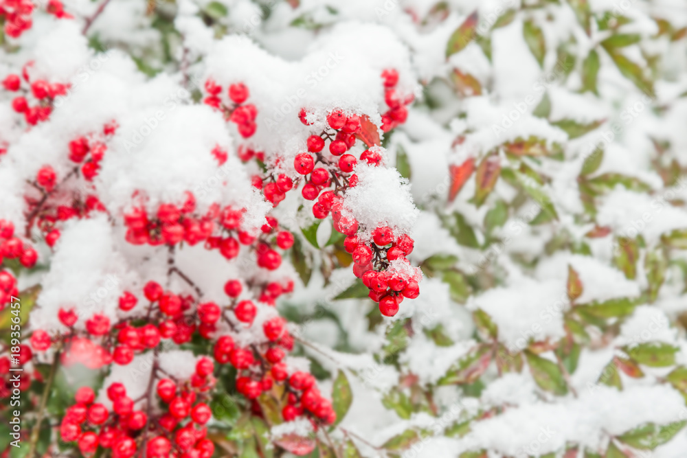 雪が積もった南天の実