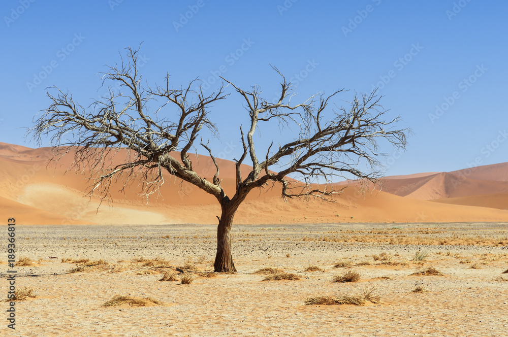 Dune with acacia tree in the Namib Desert / Dune with acacia tree in the Namib desert, Namibia, Afri