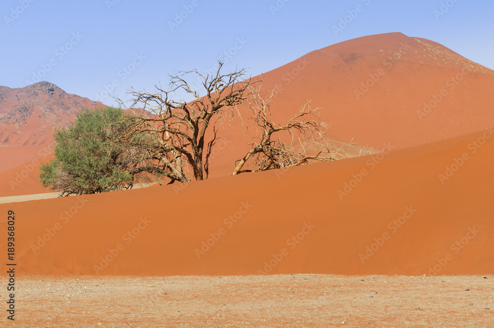 Dune with acacia tree in the Namib Desert / Dune with acacia tree in the Namib desert, Namibia, Afri