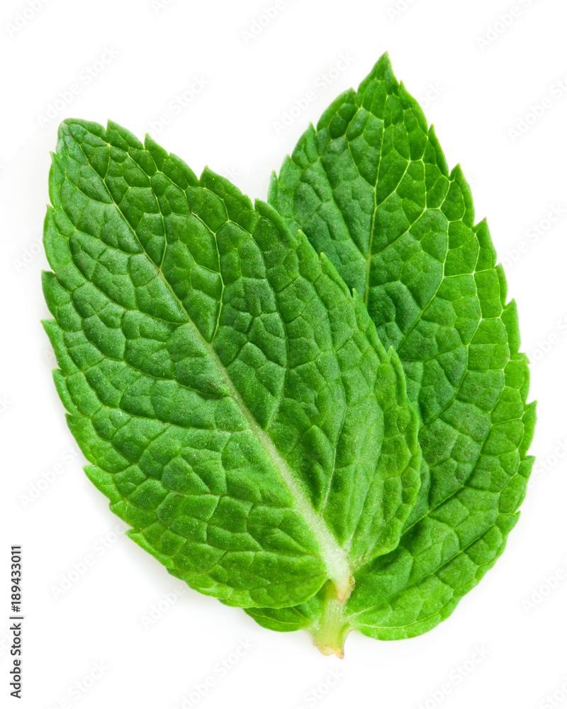 mint leaves isolated