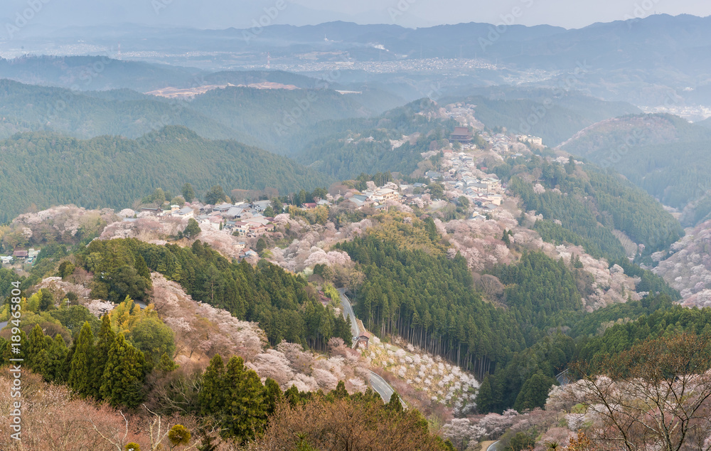 吉野山樱花。奈良县吉野山，日本最著名的樱花