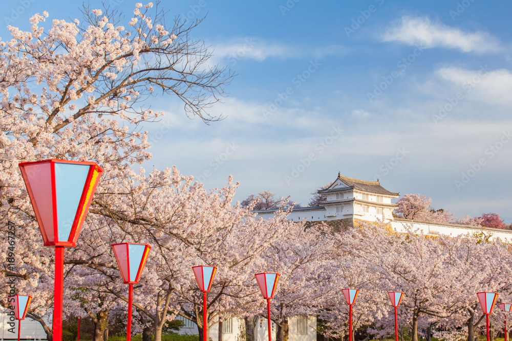 美丽樱花季节的日本姬路城堡、白鹭城堡