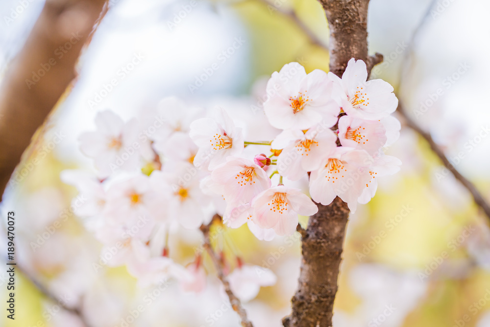 桜の花