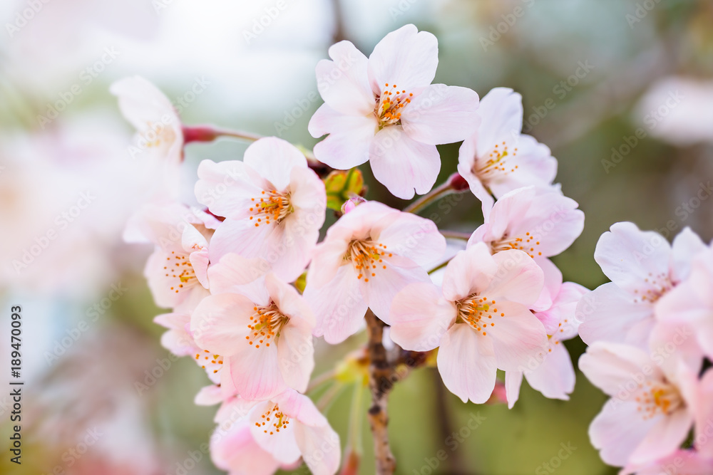 桜の花