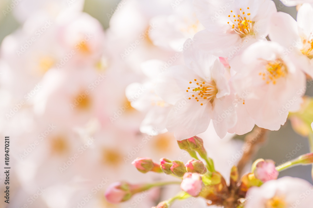 桜の花