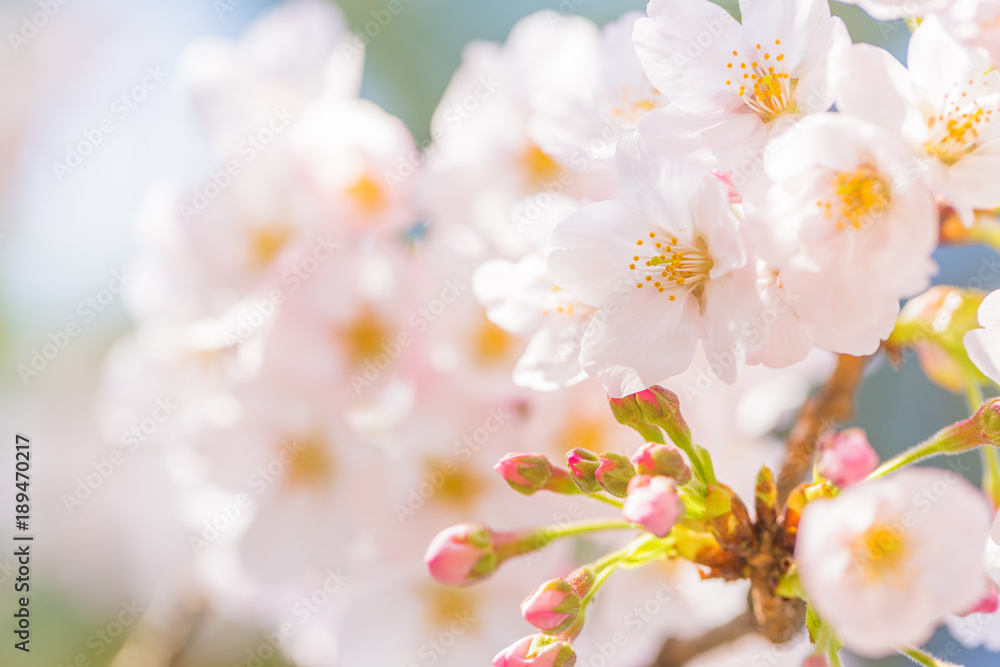 桜の花