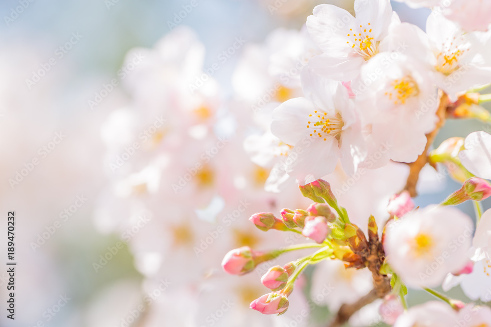 桜の花