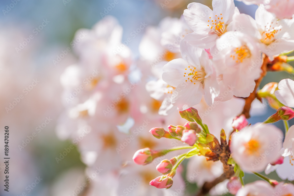 桜の花