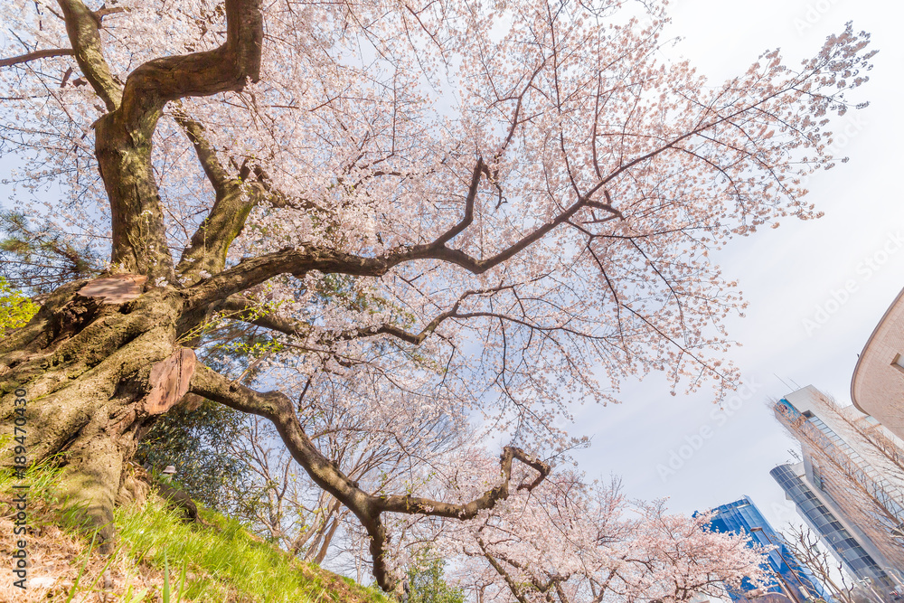 都会の桜