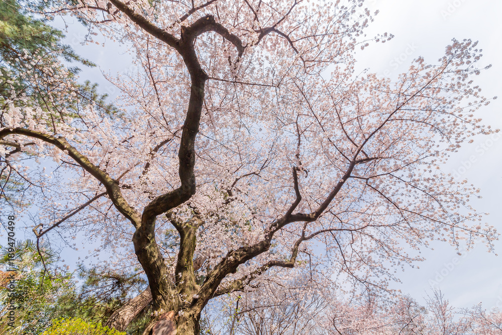 都会の桜