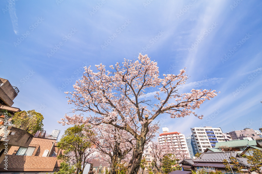 都会の桜