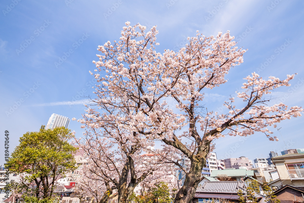 都会の桜