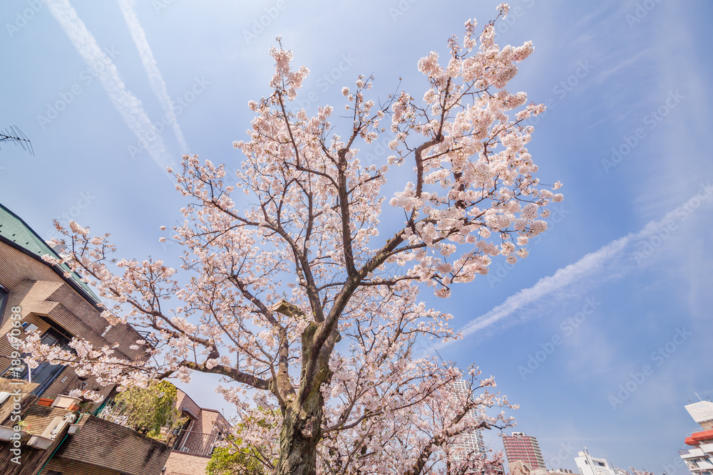 都会の桜