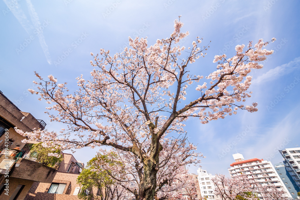 都会の桜