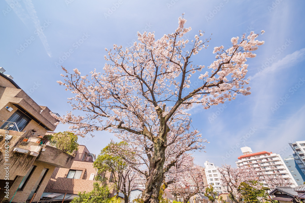 都会の桜