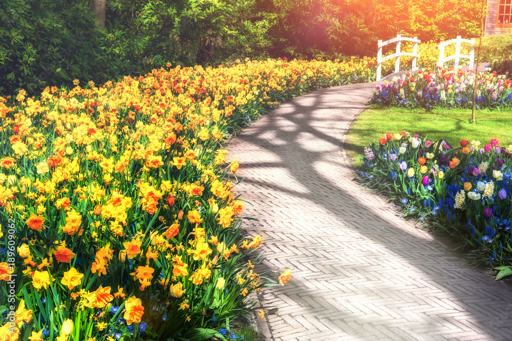 公园小巷和黄色水仙花的春天景观