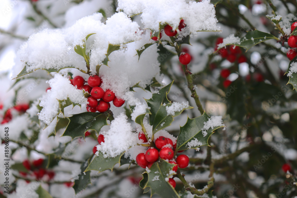 Closeup of holly beautiful red berries and sharp leaves on a tree in cold winter weather.Blurred bac