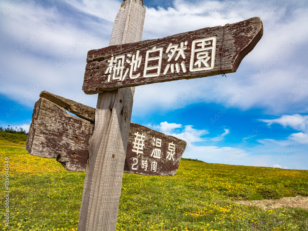 山頂の花畑