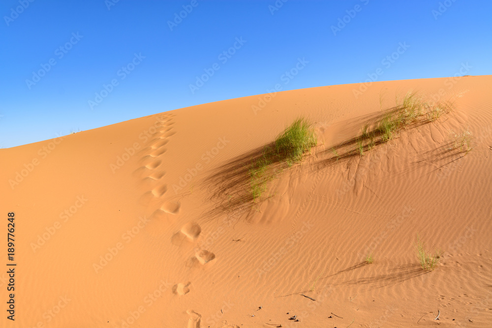 Wydmy Erg Chebbi. Sahara