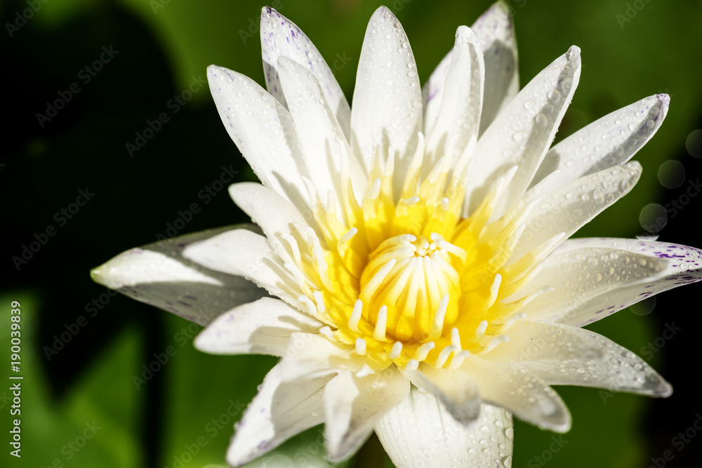 花园里的花朵特写