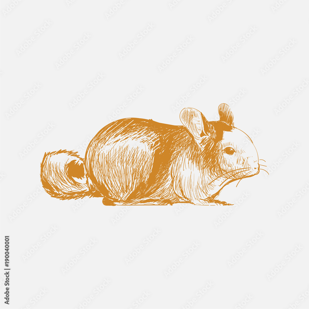 Illustration drawing style of rat