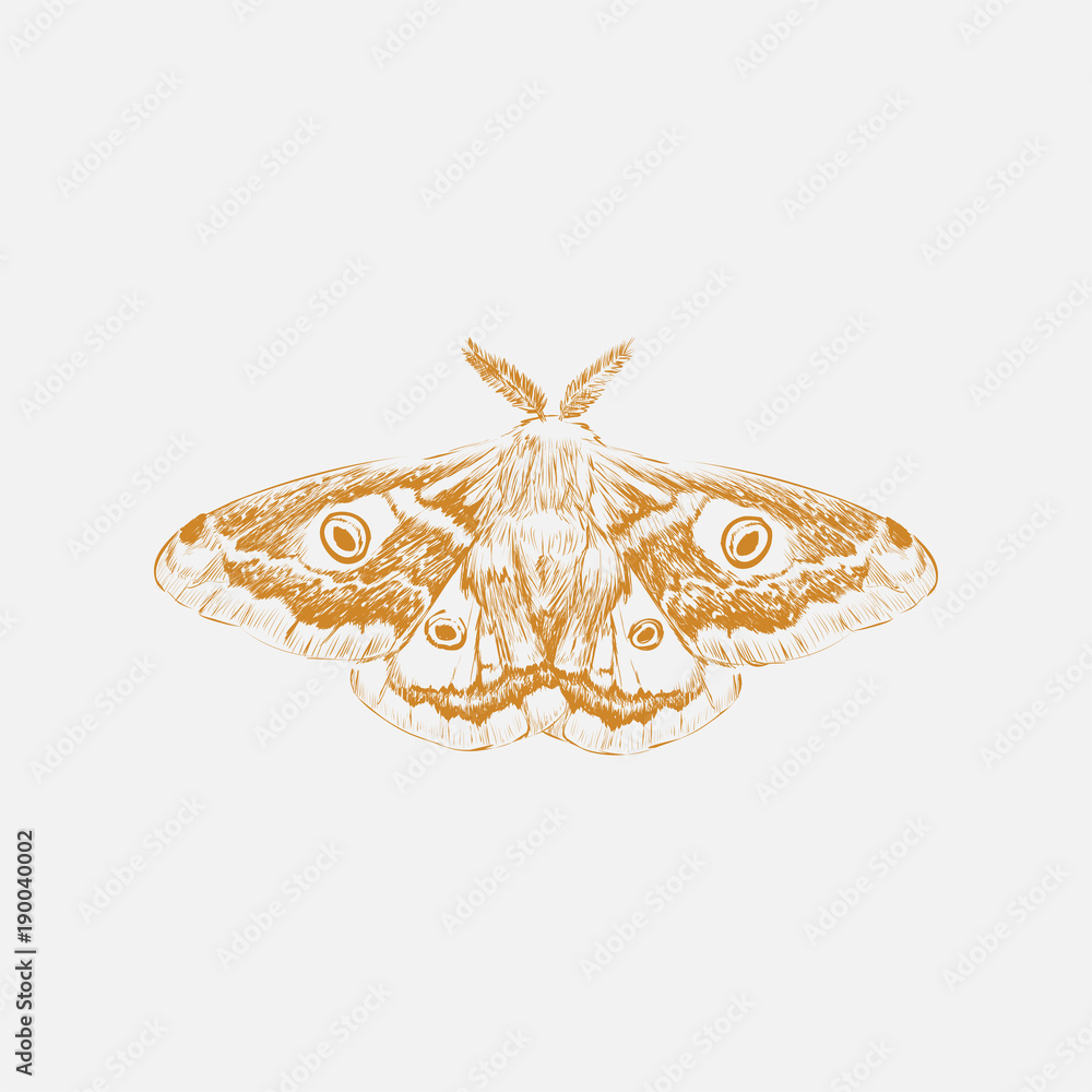 Illustration drawing style of butterfly