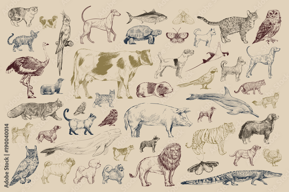 Illustration drawing style of animal collection