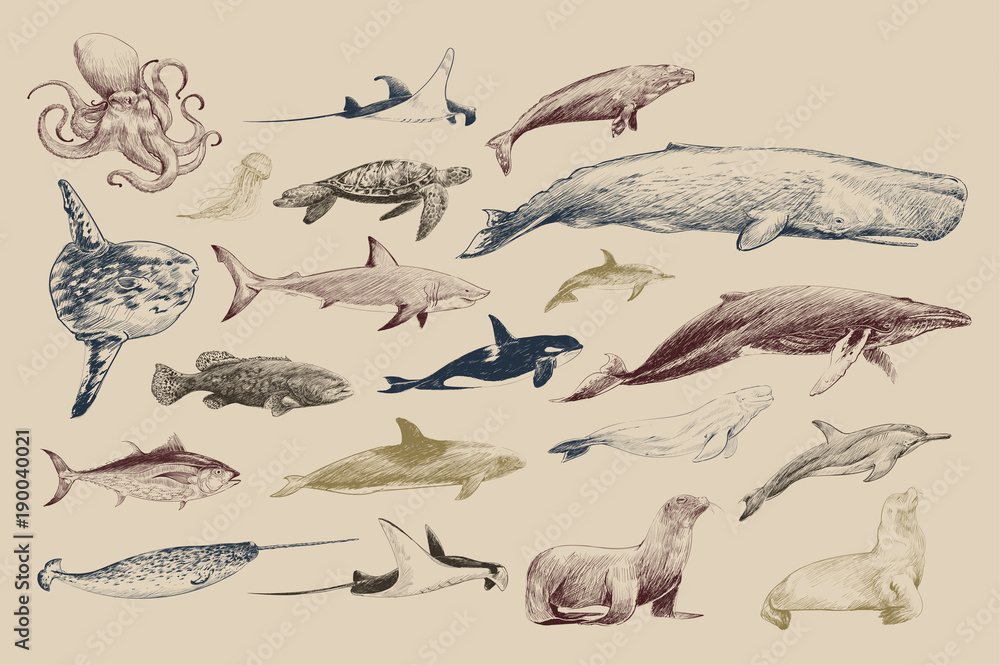 Illustration drawing style of marine life collection