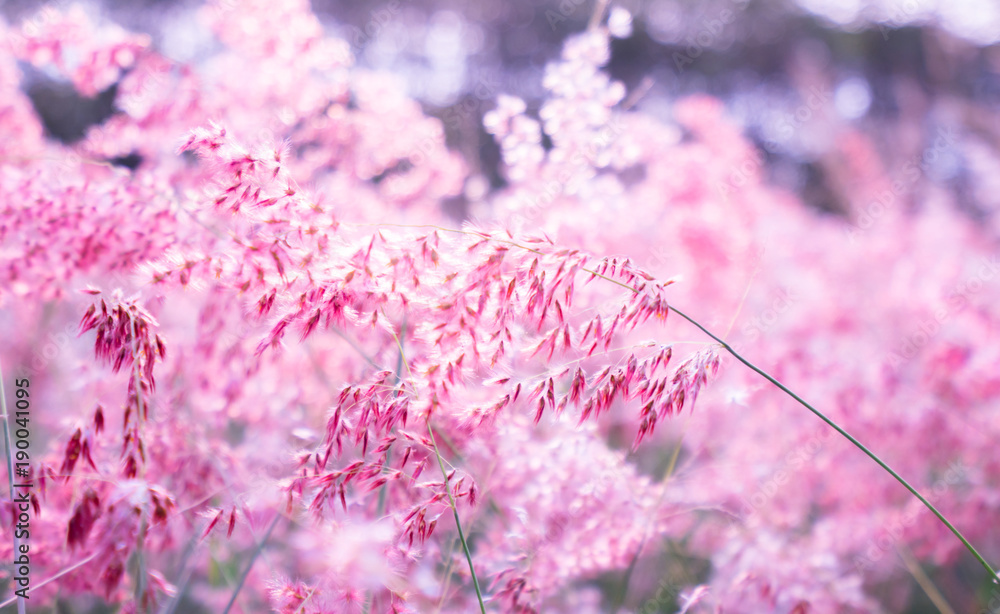 情人节背景为淡黄色的粉红色花朵（Melinis repens）