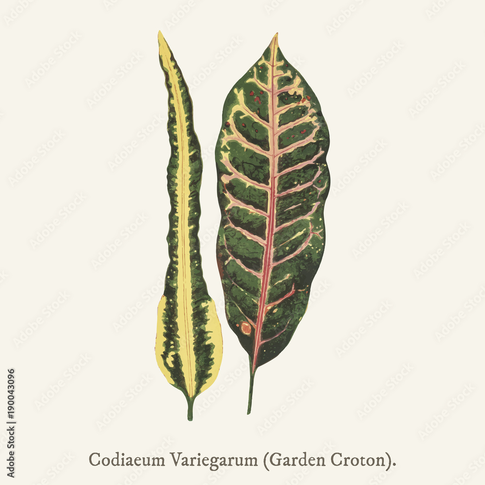 花园Croton（Codiaeum Variegarum）新的和罕见的美丽的叶子植物。