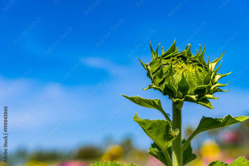 Sunflowers in acres of northern Thailand. Sunflower amidst beautiful flowers. Sunflower on a sunny d