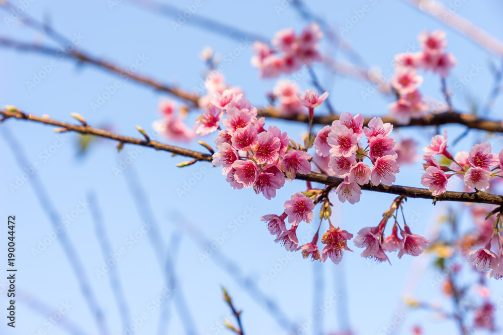 樱花或泰国樱花在冬季盛开