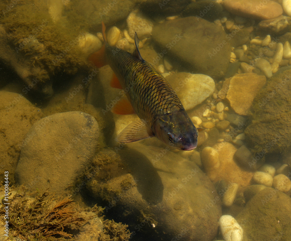 fish in the river