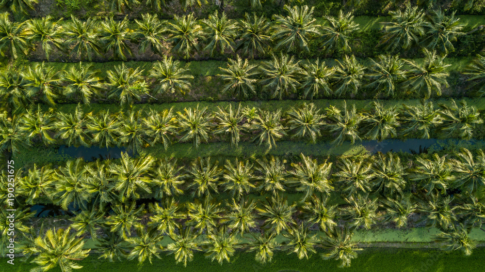 Aerial view on plantation of coconut trees, Thailand