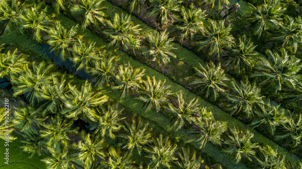 泰国椰子树种植园鸟瞰图