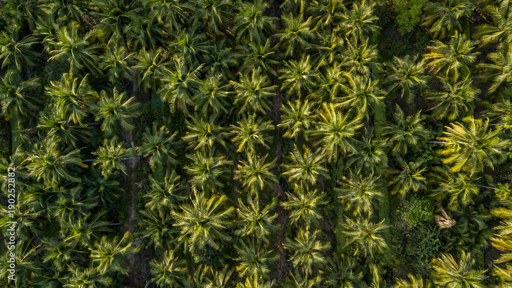 Aerial view on plantation of coconut trees, Thailand